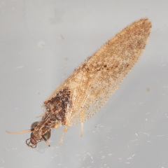 Sympherobius barberi