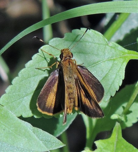 Synapte silius