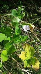 Geranium thunbergii
