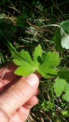 Geranium thunbergii