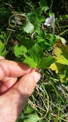 Geranium thunbergii
