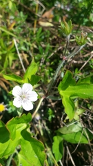 Geranium thunbergii