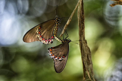 Colima Swallowtail