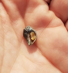 Acanthinucella punctulata