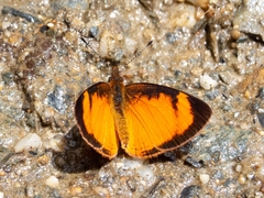 Tegosa anieta