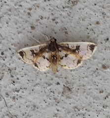 Compacta hirtalis