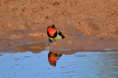 Lybius torquatus torquatus