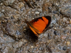 Tegosa anieta