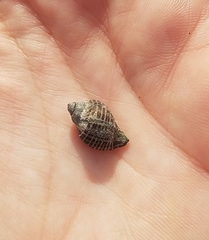 Acanthinucella punctulata