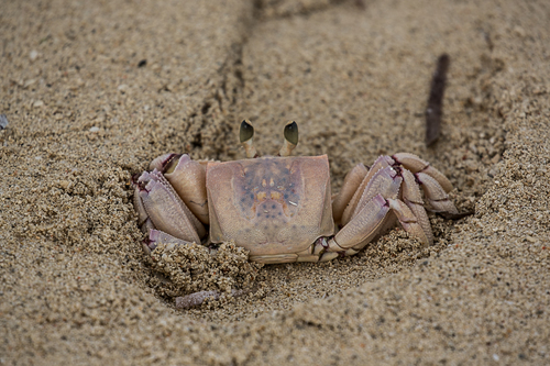 Pink Ghost Crab