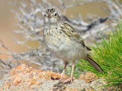 Anthus hellmayri