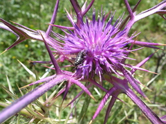 Notobasis syriaca