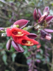 Thunbergia coccinea