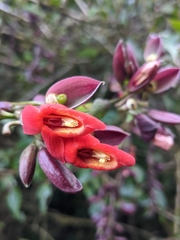 Thunbergia coccinea