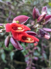 Thunbergia coccinea