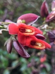Thunbergia coccinea