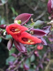 Thunbergia coccinea