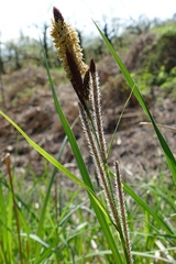 Carex acutiformis
