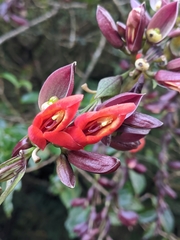 Thunbergia coccinea