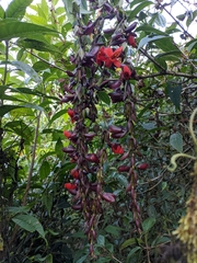 Thunbergia coccinea