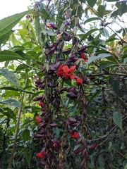 Thunbergia coccinea