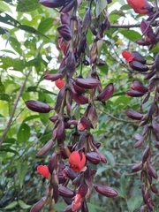 Thunbergia coccinea