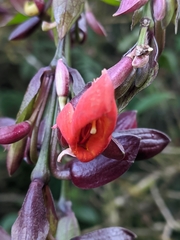 Thunbergia coccinea