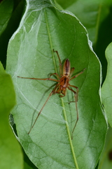 Cheiracanthium gracile