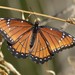 Southwest Viceroy - Photo (c) taday, some rights reserved (CC BY-NC), uploaded by taday