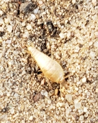 Atelurinae