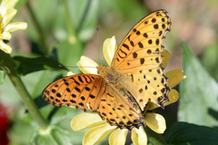 Argynnis hyperbius