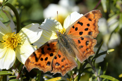 Polygonia c-aureum