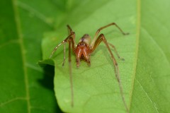 Cheiracanthium gracile