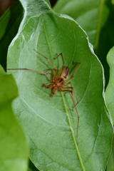 Cheiracanthium gracile