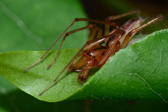 Cheiracanthium gracile