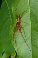 Cheiracanthium gracile