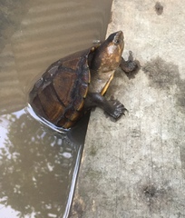 Kinosternon scorpioides scorpioides