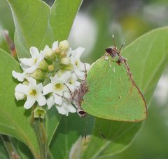 Cyanophrys miserabilis