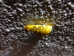 Chrysoecia dela