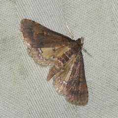 Niphograpta albiguttalis