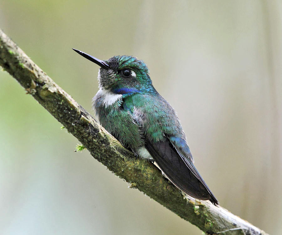 Western Wedge-Billed Hummingbird