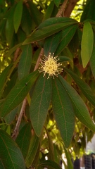 Terminalia australis