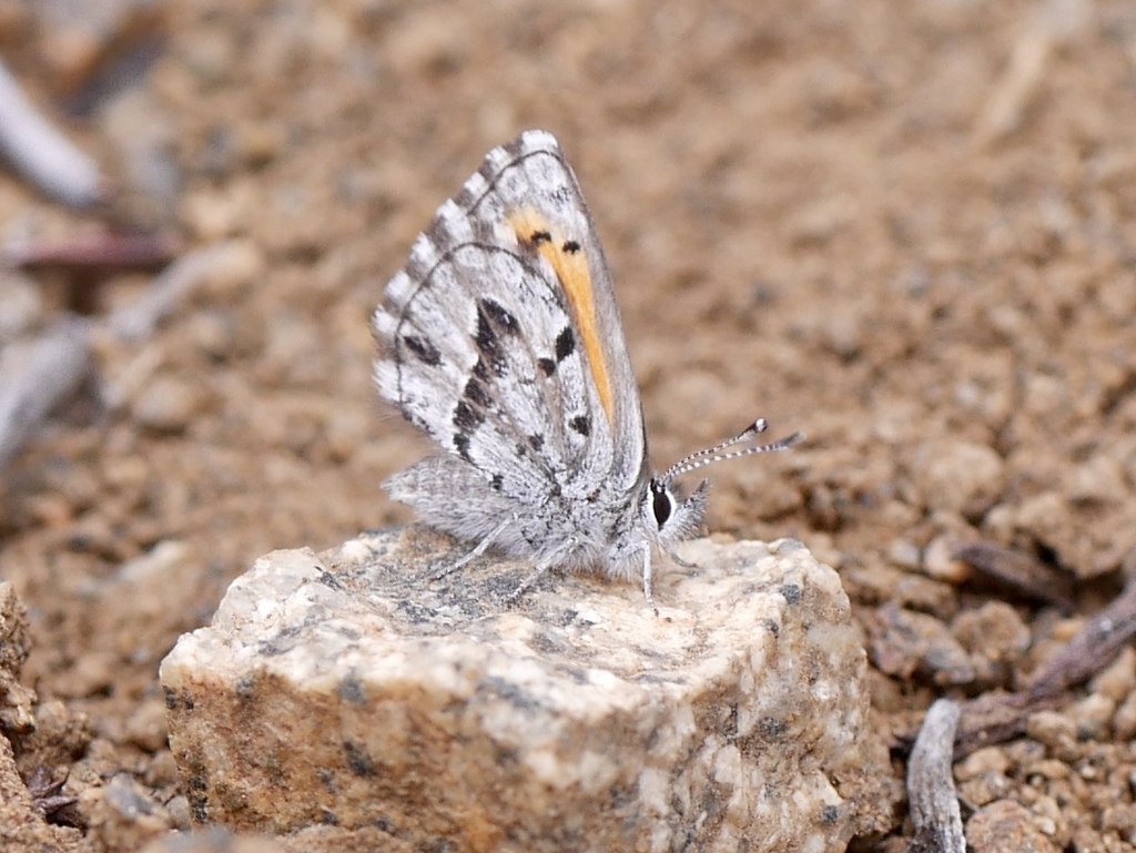 Pseudolucia oraria