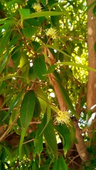Terminalia australis