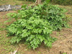 Arracacia xanthorrhiza