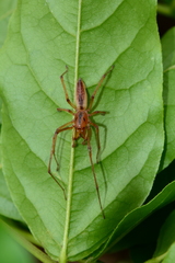 Cheiracanthium gracile