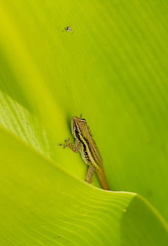 Common Dwarf Gecko