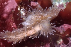 Cuthona divae