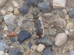 Cicindela