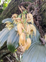 Coelogyne